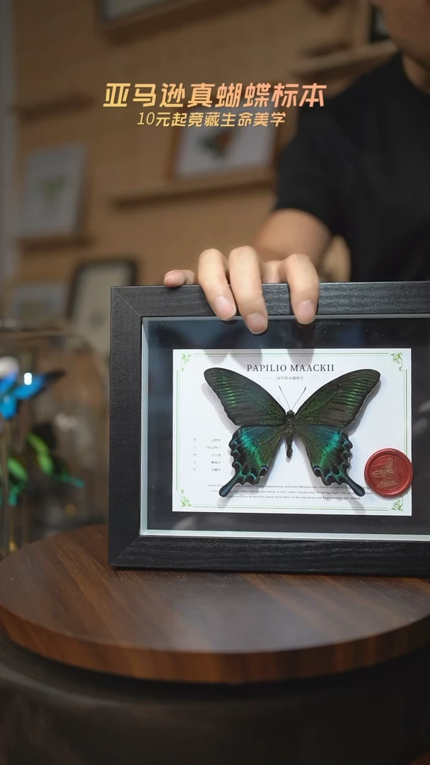 绿带翠凤蝶夏型8寸黑框国风版