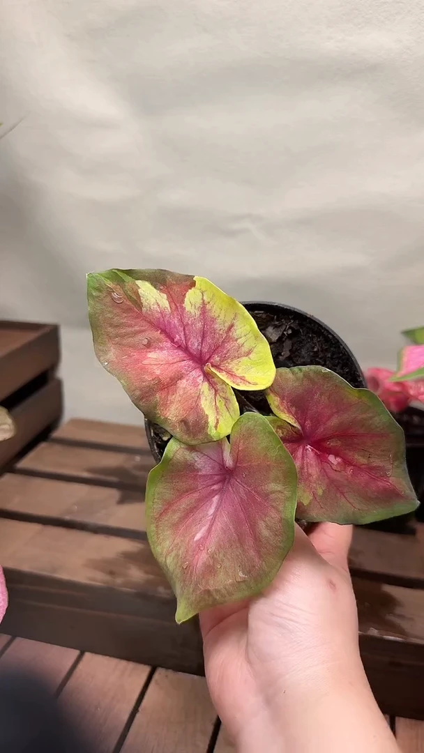 不开花植物t046佛jiao