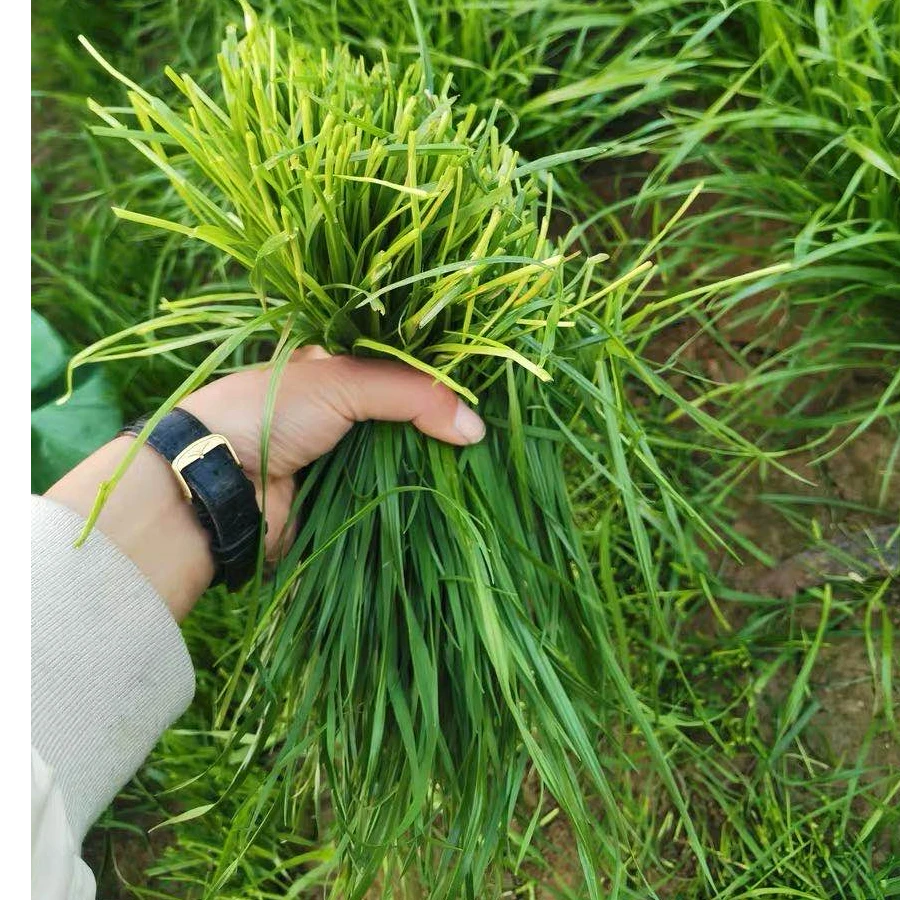 进口四倍体黑麦草种子宽叶高产牧草种子养殖牛羊鱼猪鸡鸭鹅兔草种