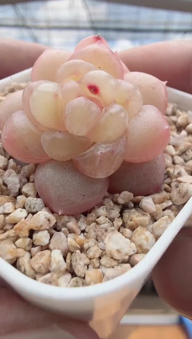 东云多肉园新款-18