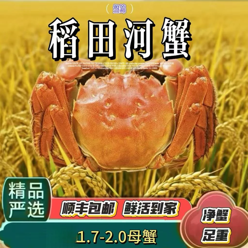 【红姐专属】盘锦稻田蟹1.7-2.0两全母蟹10只装