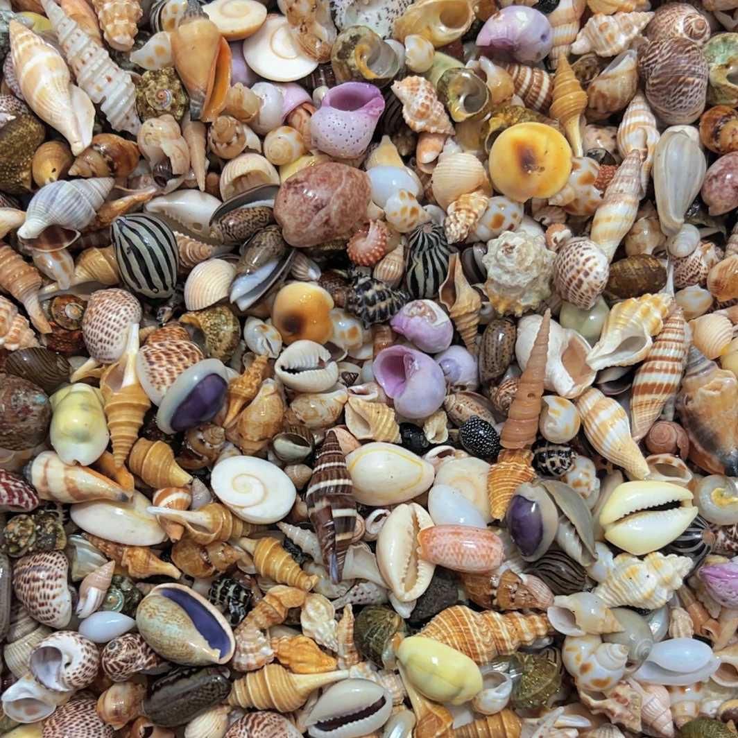 中号海螺混装天然贝壳海洋科普手工DIY玩具收藏摆件相框水族造景