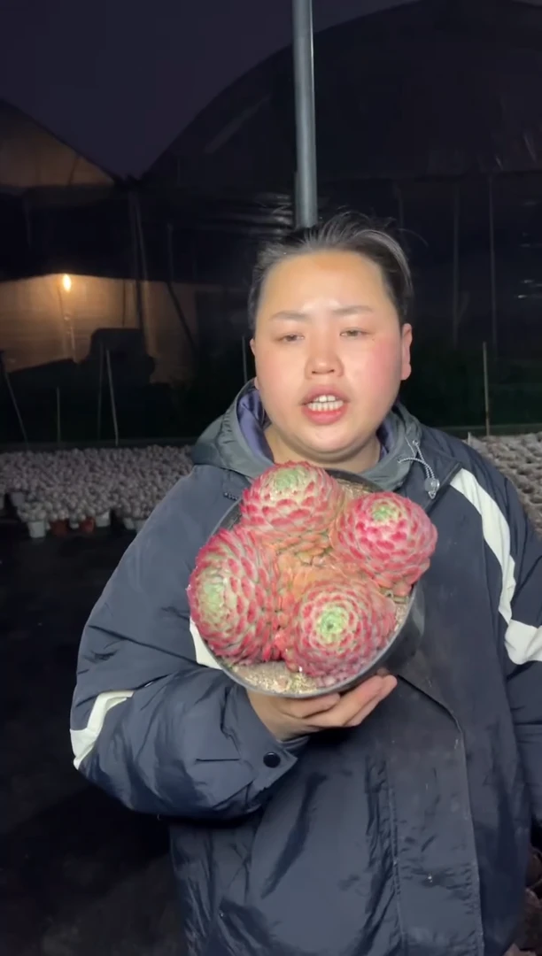 【闪购商品】13-四头起朱砂痣7.8