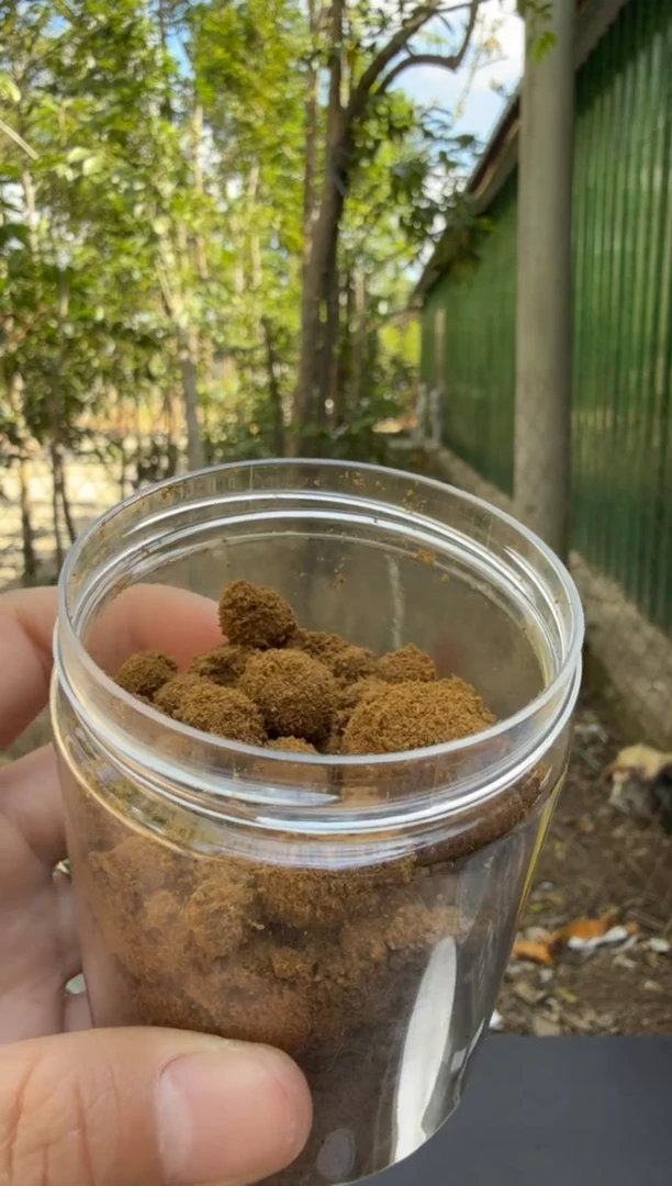 沉香沉香碎屑绿棋楠粉末多样性发货6号