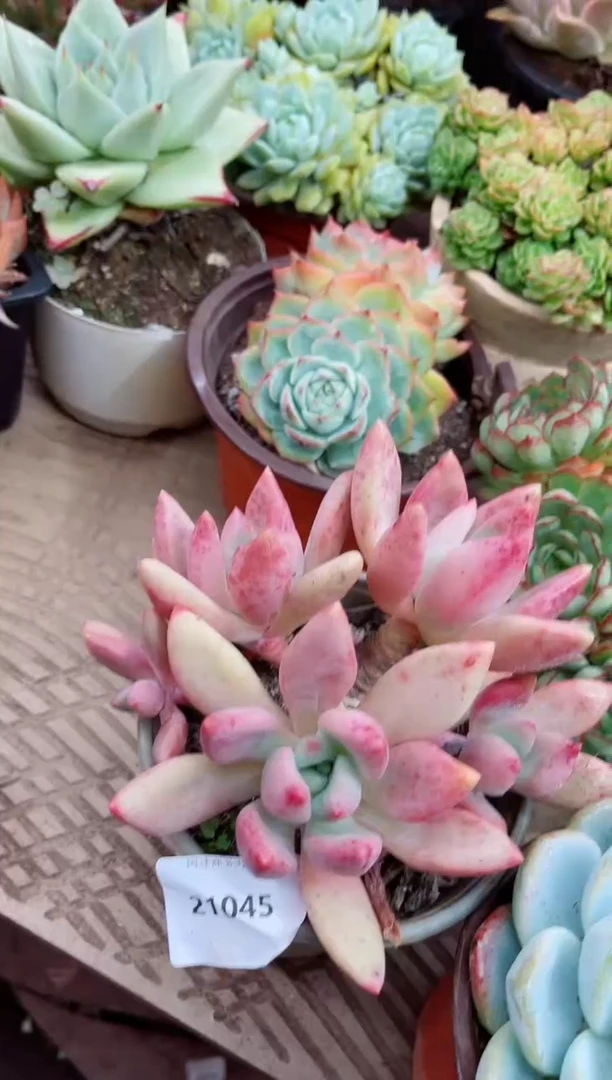 不****！21044多肉植物一物一拍