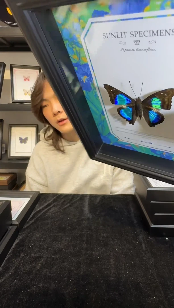 玻璃真实蝴蝶标本