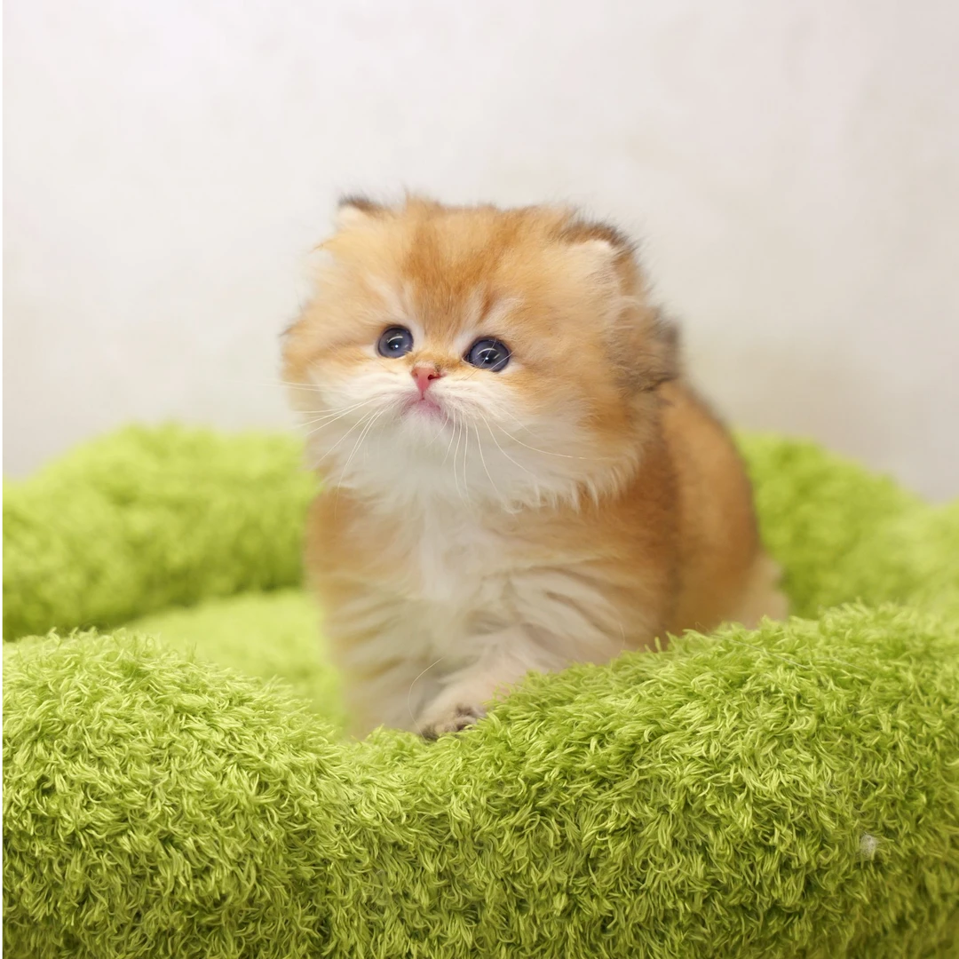 团团家的猫猫咪活体全款链接