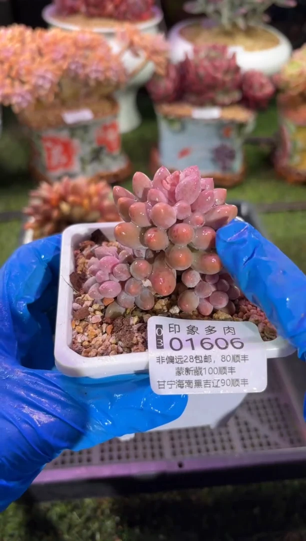 【闪购商品】01606