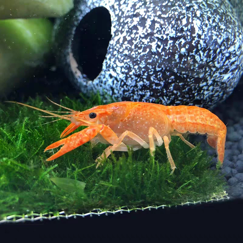 小型热带观赏虾 火山破坏者 鳌虾苗 淡水活体
