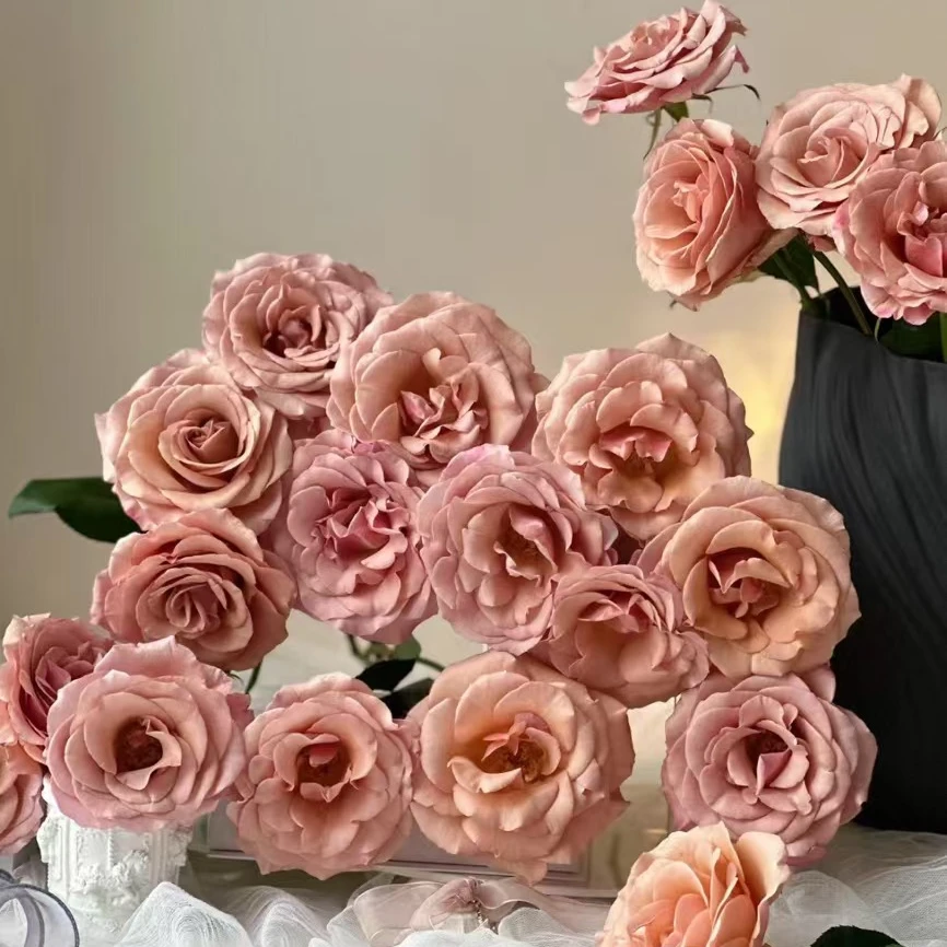 （莫泊-单头玫瑰）玫瑰云南基地直发生活鲜花