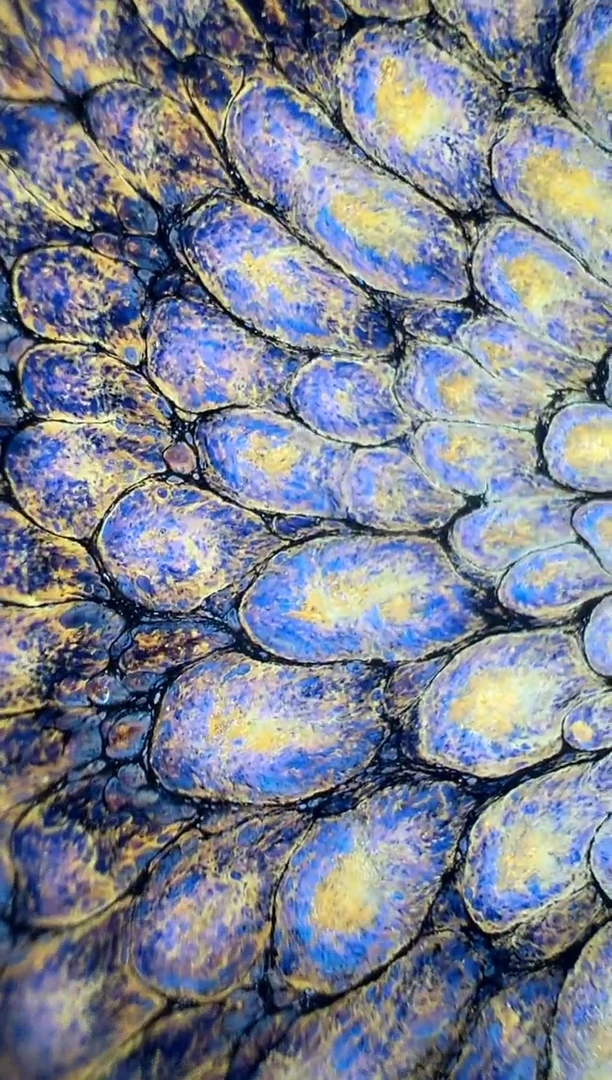 茶盏连志华精品分享1