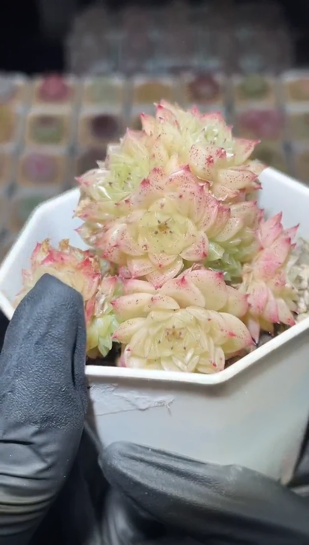 闪购2868 杏花微雨多肉一颗