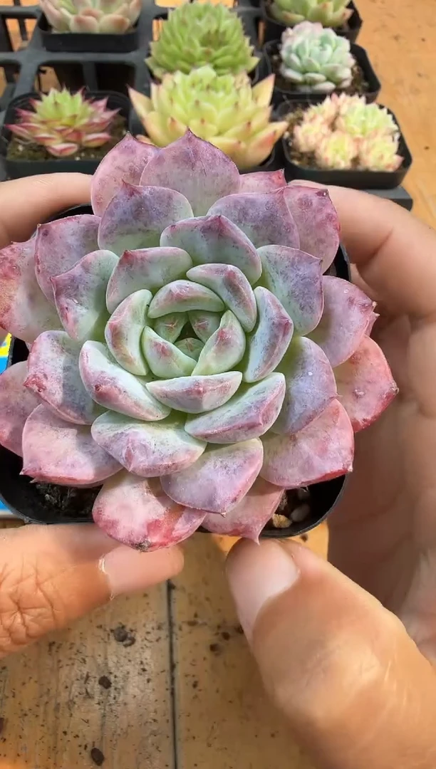 东云多肉园二店-437