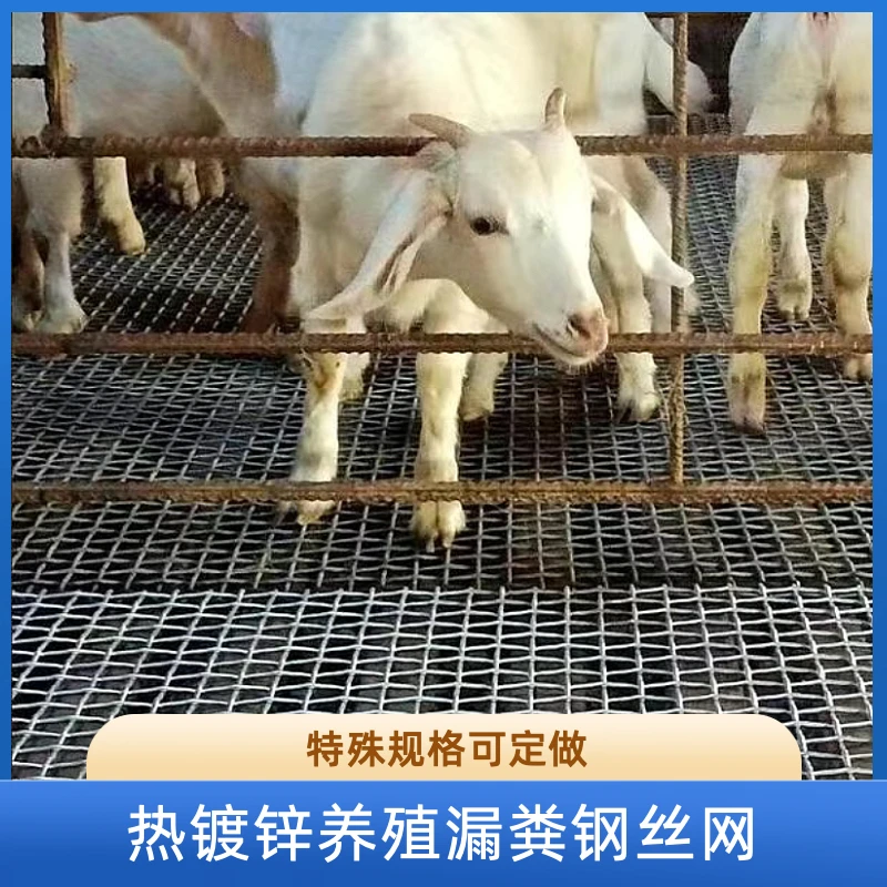 1.6毫米丝粗的热镀锌钢丝网羊床鸡鸭鹅育雏漏粪网鸽舍围网筛网