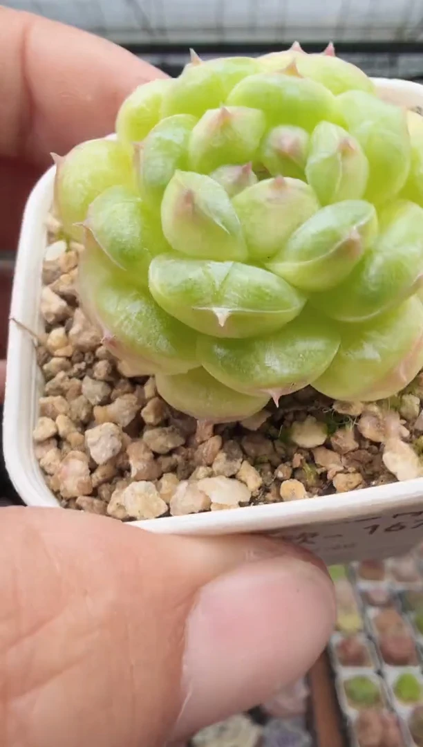 东云多肉园新款-167