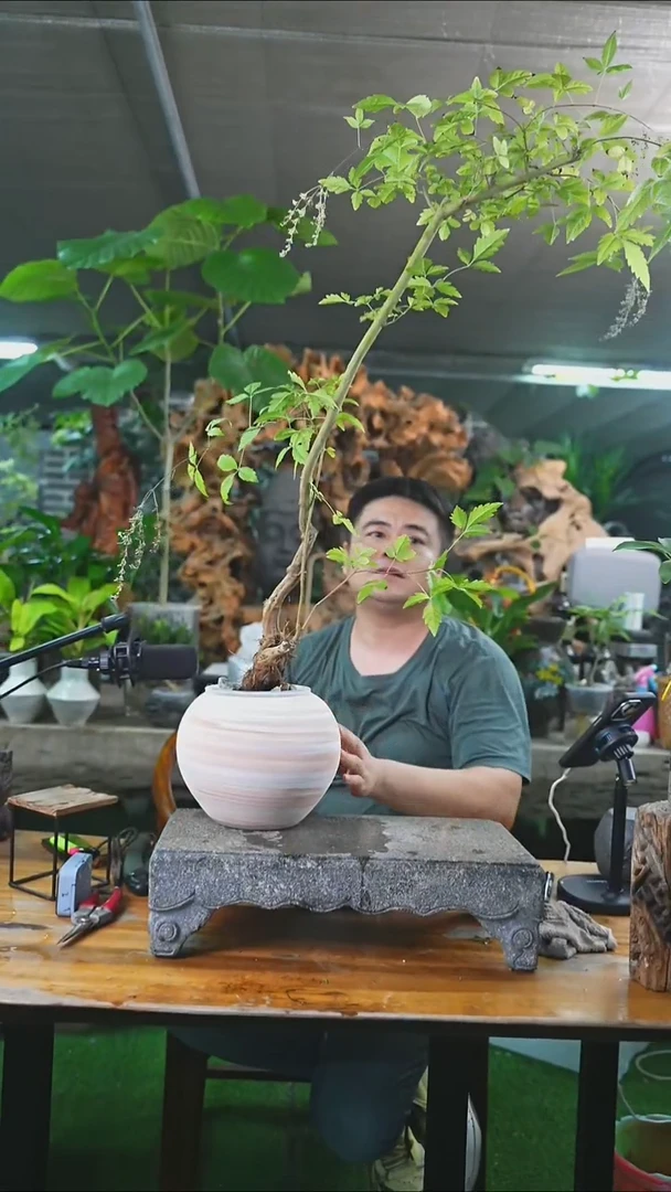 完全开放黄荆120+