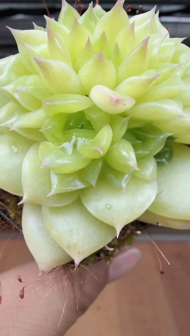 东云多肉园新款-152