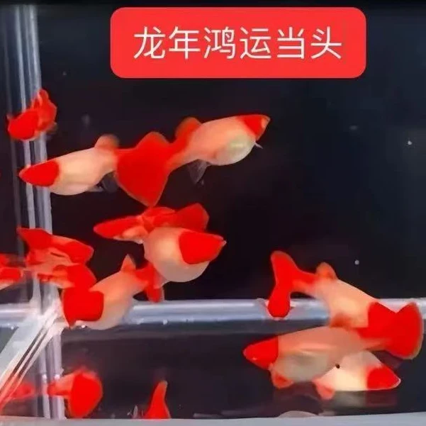 短体鸿运当头种鱼水族孔雀鱼热带鱼观赏鱼高端淡水鱼小型鱼