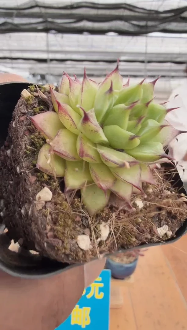 东云多肉园二店-243