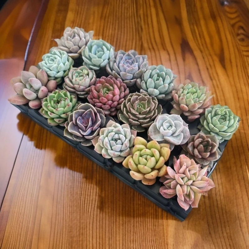 【花伴水】18棵多肉植物组合盆栽搭配系列办公室桌面可爱盆栽