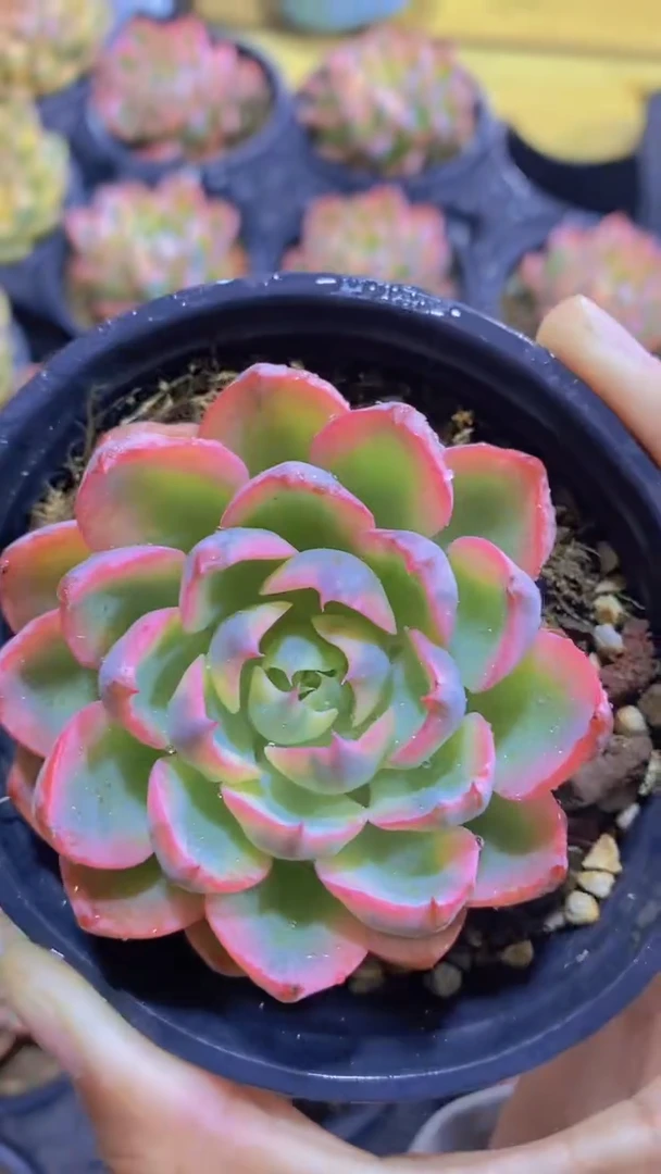 A788-雨滴锦单头脱土发（量拍）