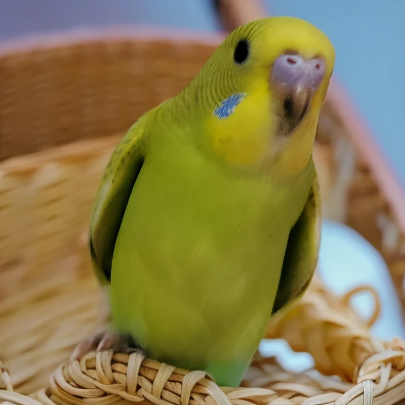 特惠款 会3-4个技能的手养驯化虎皮鹦鹉！不咬人可上手【一物一拍】