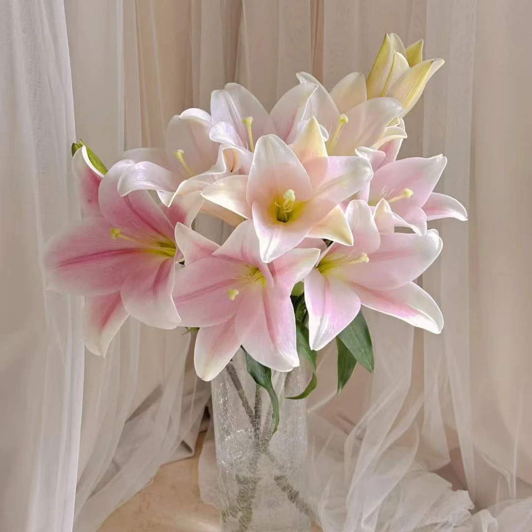 【一品花集】【粉铁炮】单瓣百合