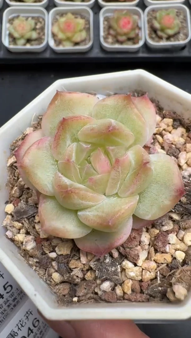 044M当天拍3颗包柚 带盆土纸巾打包 云禹花卉 珍妮多肉植物