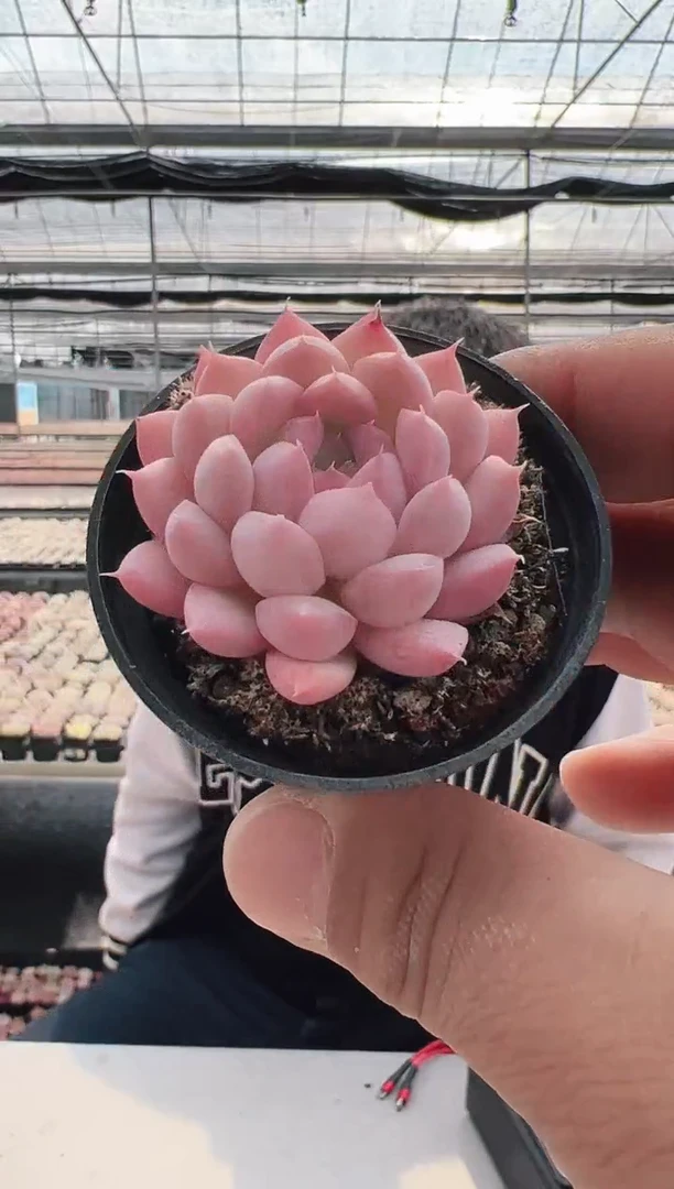 【闪购商品】新款多肉-27