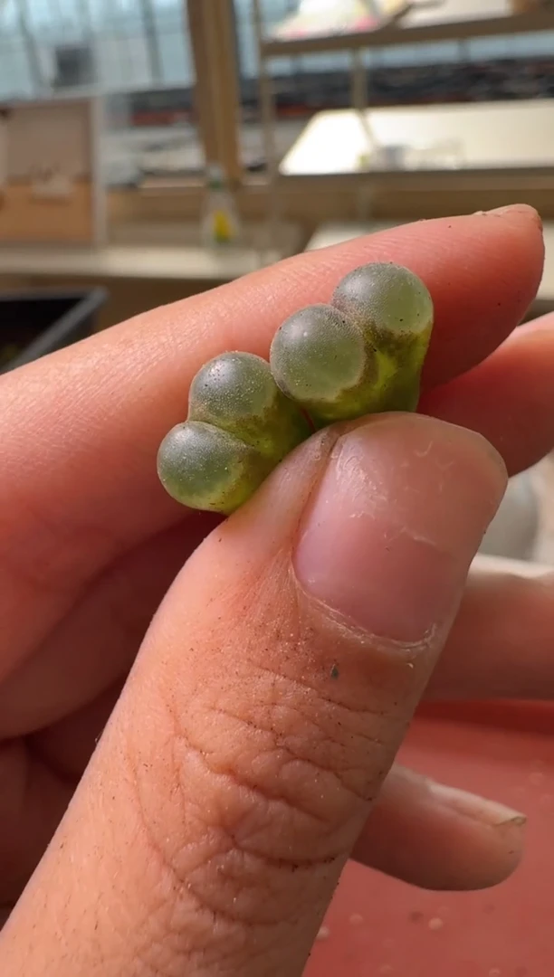 13-350多肉植物肉锥