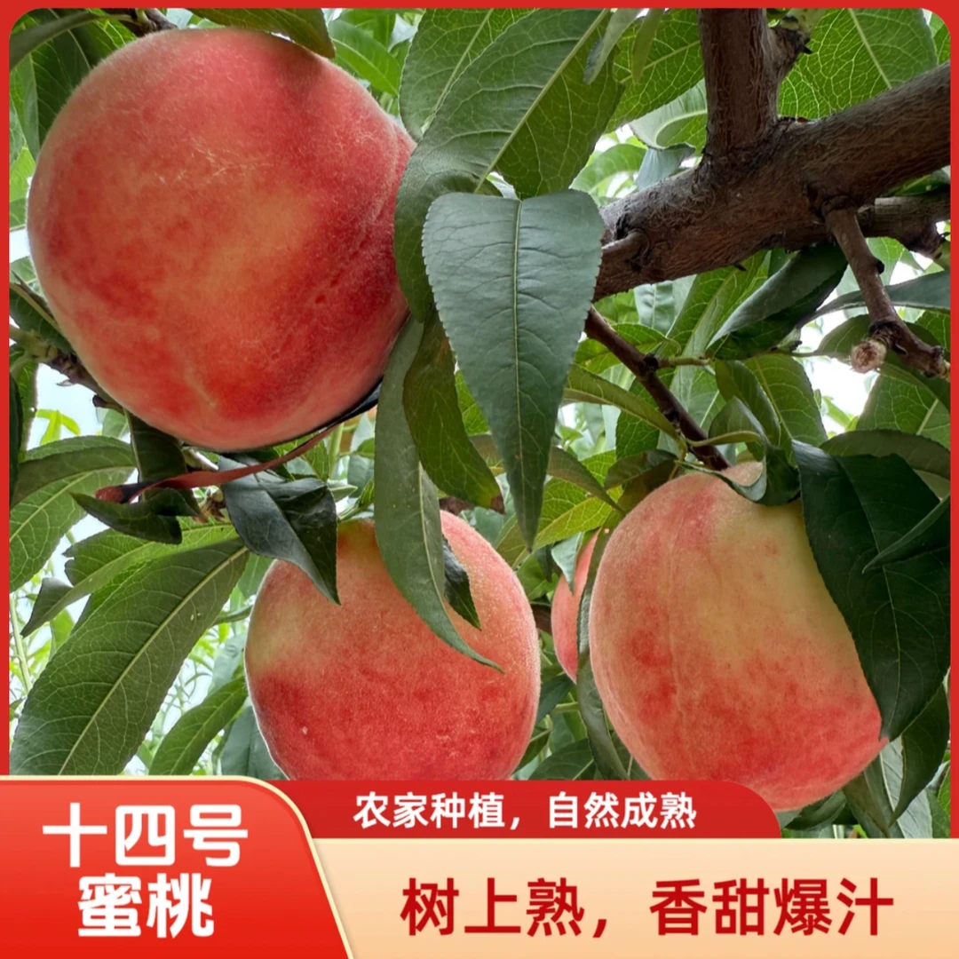 【汇峰农场】北京14号离核桃净重3-9斤装(±2两)新鲜现摘 顺丰包邮