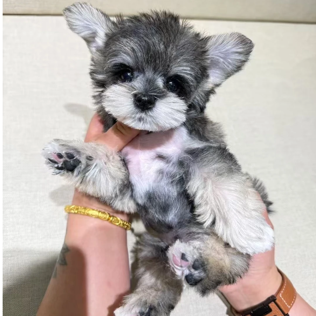 【小犬派对】萌系雪纳瑞宠物活体超小体雪纳瑞茶杯体黑银色浅灰色