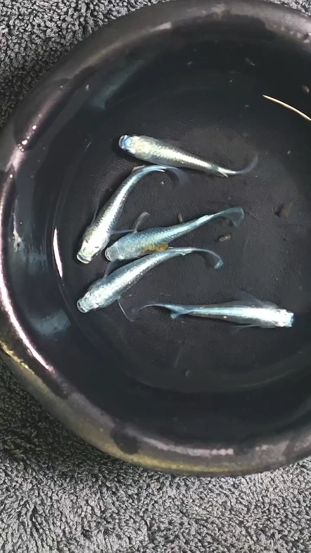 青鳉鱼观背青鳉04