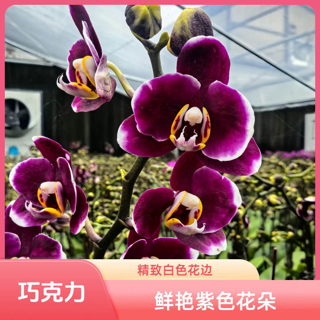 北郎中甄选｜蝴蝶兰· 巧克力（断枝赔付5元）次日达