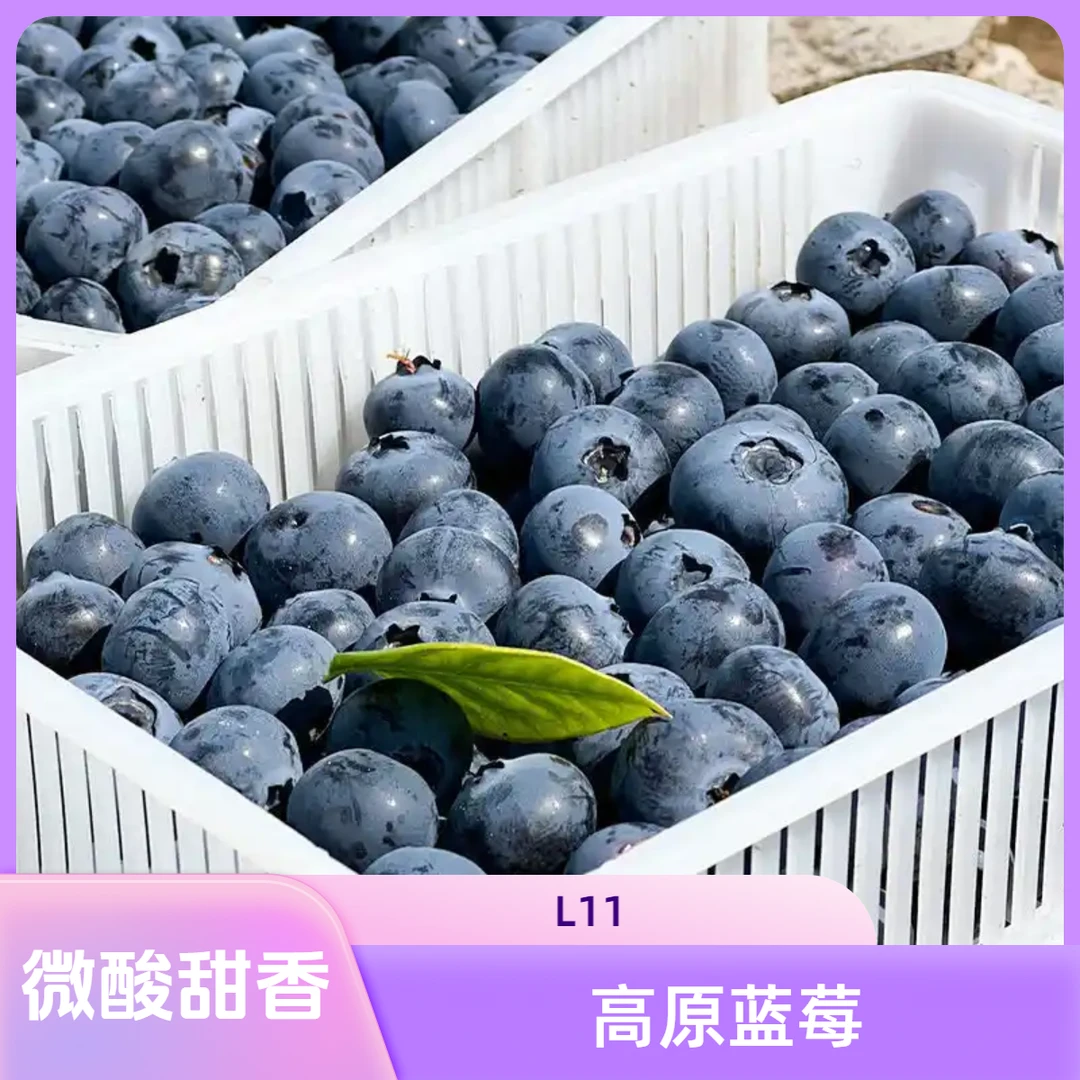[桶装发货] 云南抚仙湖高原山地新鲜花香蓝莓（L25)[顺丰包邮]