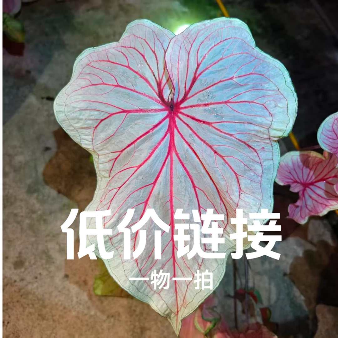 低价链接，一物一拍，直播改价专用链接绿植