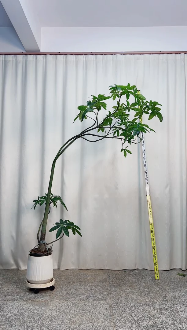 无花朵原生发财树 23