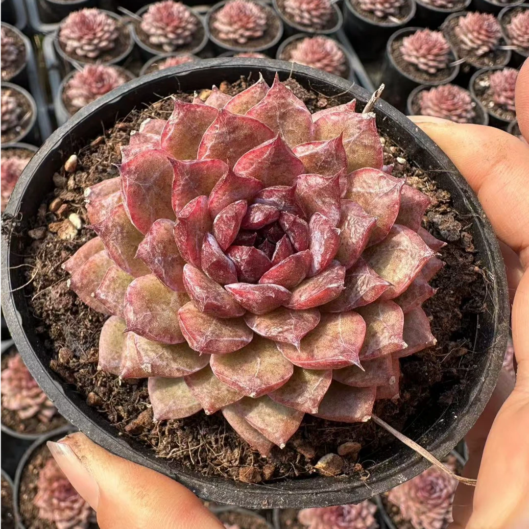 7#玄钻多肉植物 前男友精品多肉 SM824