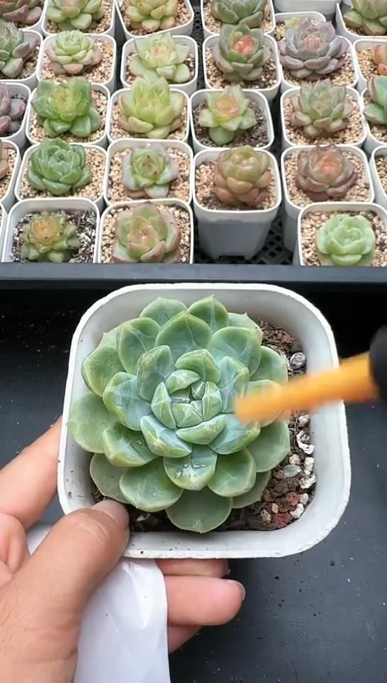 195F云禹多肉植物 默认脱土纸巾打包 3颗包邮