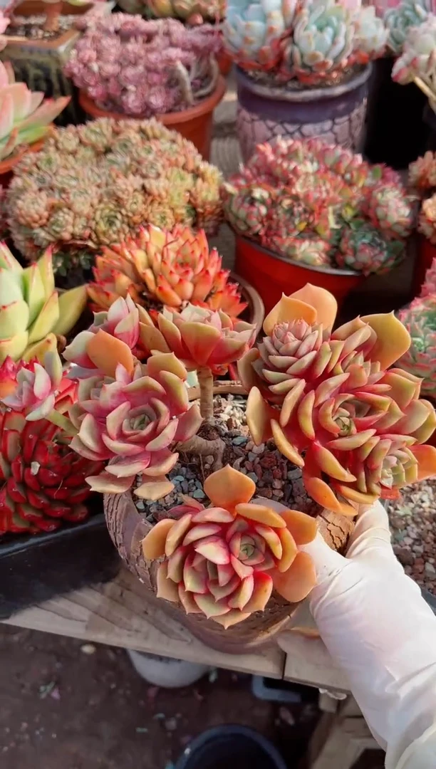 【闪购商品】20172