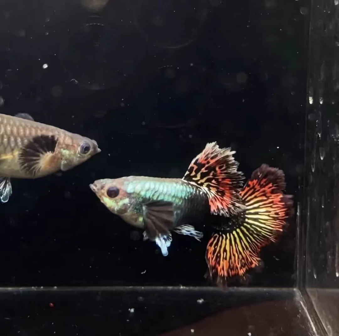 观赏鱼小型热带鱼凤尾鱼精品半月尾红龙孔雀鱼3对