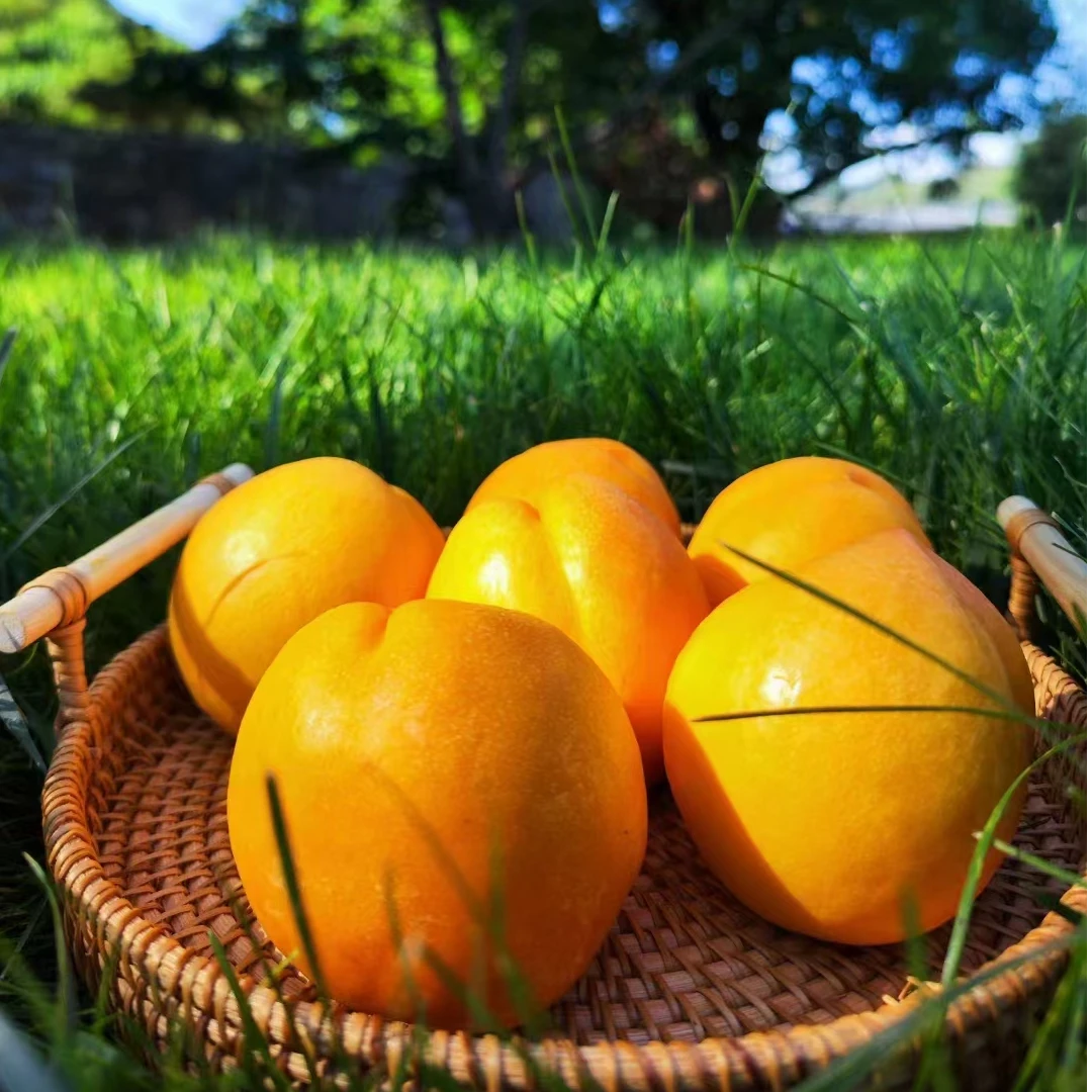 平谷大桃陆地澳油黄油桃北京市