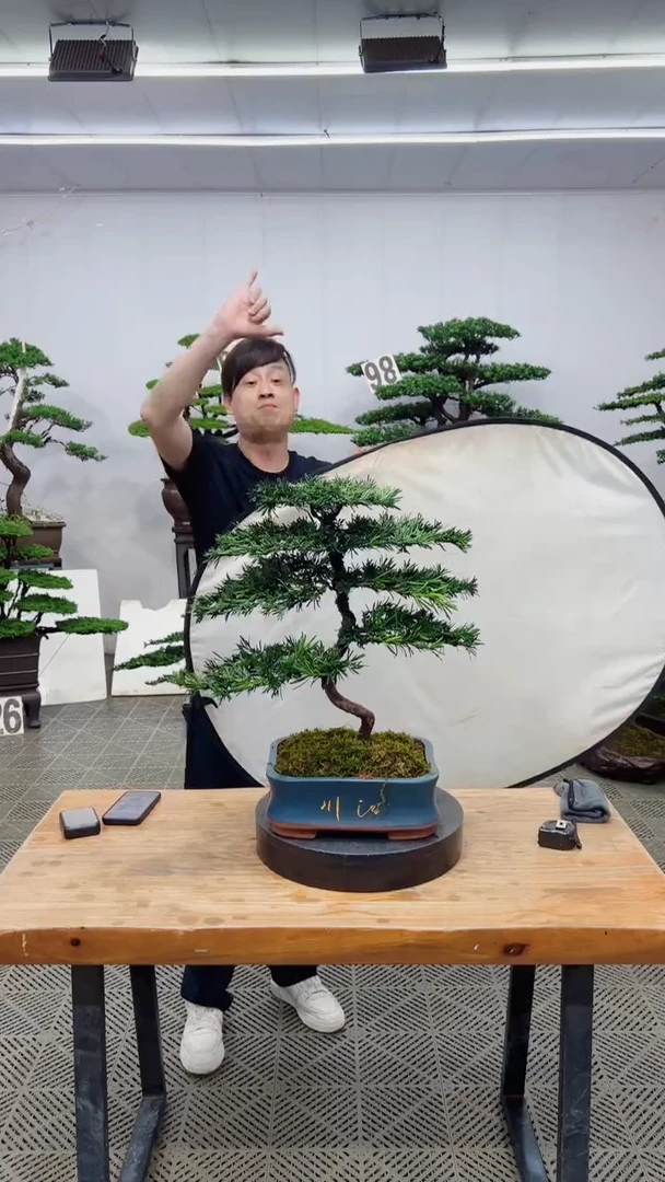无花朵造型盆景一物一拍