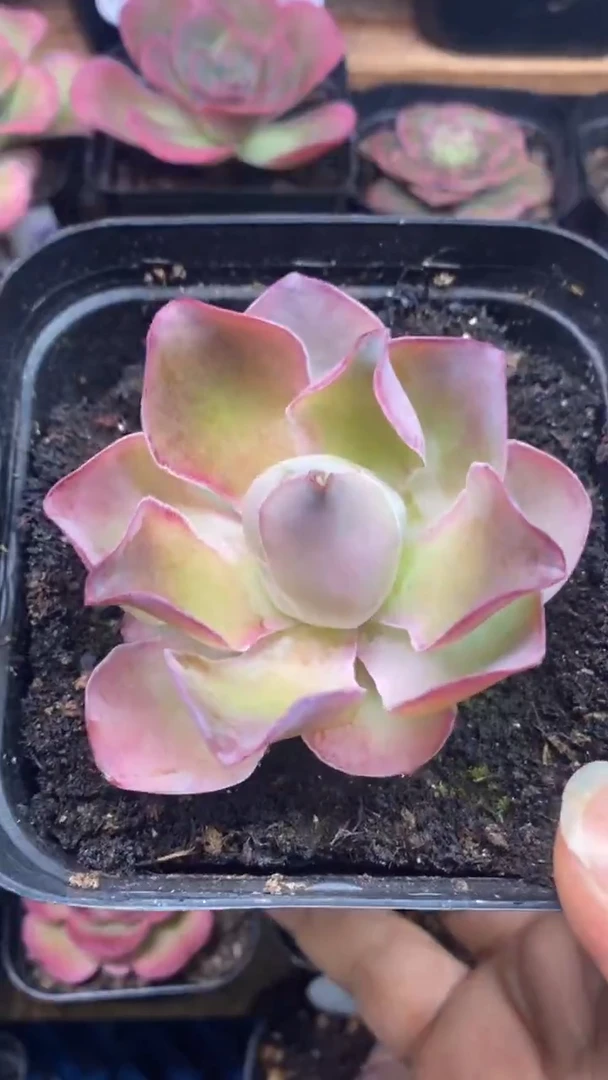 楹楹/684/冠幅6CM/