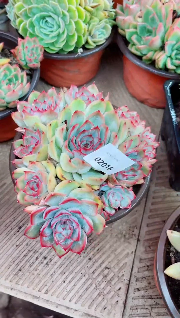 ?***?02016多肉植物一物一拍