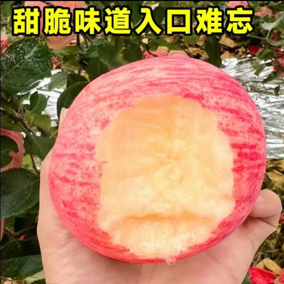 【原盆原土带花苞】盆栽苹果树苗南方北方盆栽地栽庭院种植