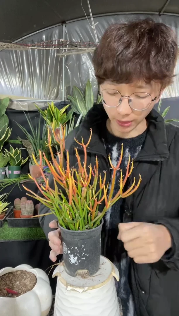 【闪购商品】红珊瑚带盆土12.8