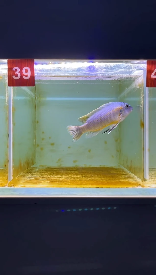 海水鱼三湖慈鲷野生