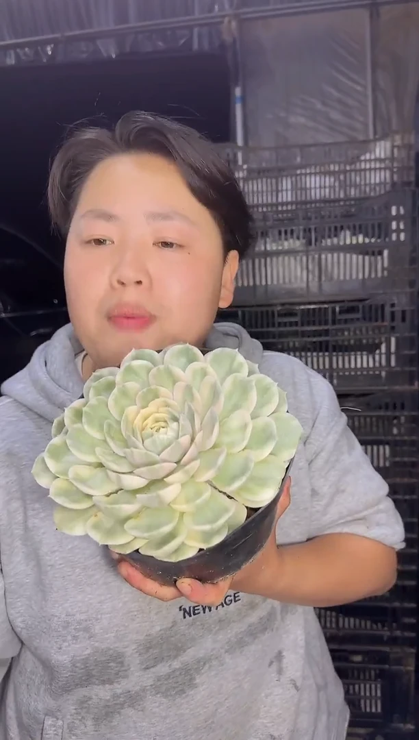 大单头昂斯诺锦9.99