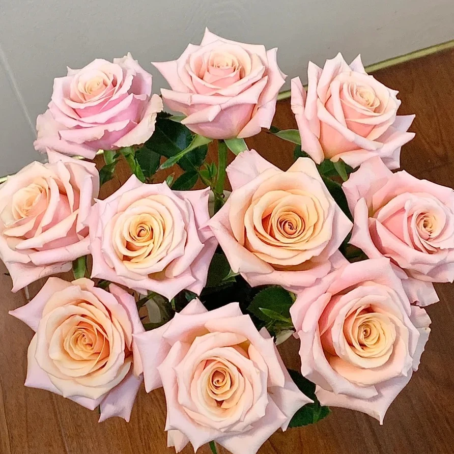 【北方玫瑰玫小朵&珍珠贝母】花期持久 产地直发 一单韵达两单顺丰